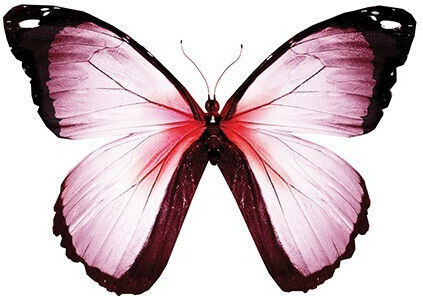 Poster Kinderposter Schmetterling Papier 15x20cm