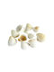 Decorative Seashells Clam Small 1kg White