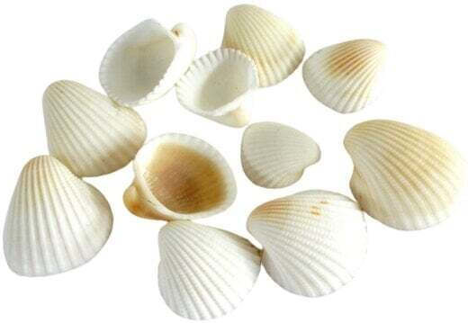 Decorative Seashells Clam Small 1kg White