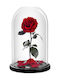 All Saints Red Rose Dried Red Rose
