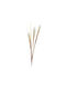 Katoikonhome White Pampas Grass 115cm