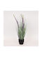 Plantă Eremurus în Ghiveci Plastic 80 cm