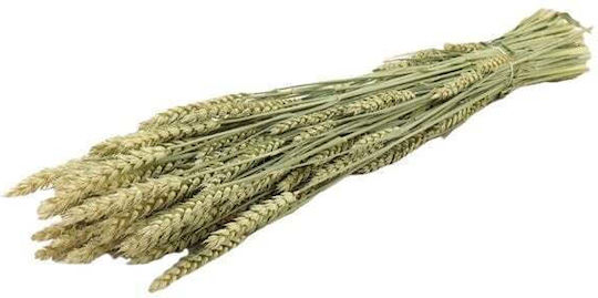 Σταχυ Αποξηραμενο Λουλουδι Triticum 200gr Φυσικο