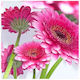 Party-Servietten Designs 33x33 cm Set 20 Stück Preety In Rosa