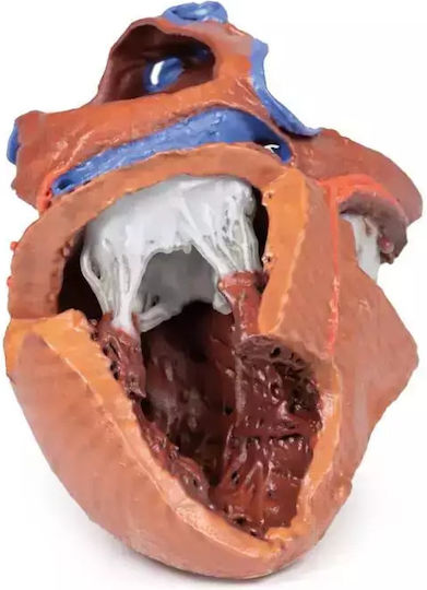 Anatomy Manikin Heart Internal Structures 3D Erler Zimmer