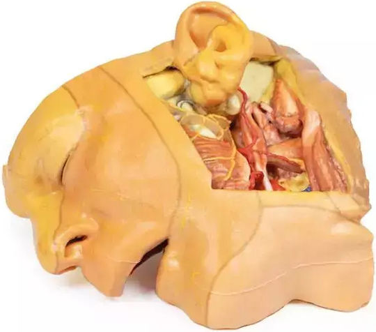 Anatomisches 3D-Model Kopf Hals Erler Zimmer