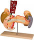 Innere Organe 2 Teile Erler Zimmer