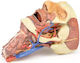 3D Cap Craniu Coloană Vertebrală Cervicală Erler Zimmer