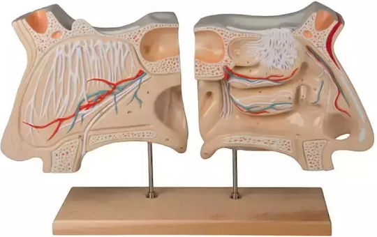 Nose Olfactory Organ 4 Times Real Size Erler Zimmer