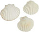 Decorative Shells Scallops 11-13cm Set/6
