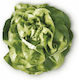 Lettuce Seeds Euridice Rz 5000 Seeds