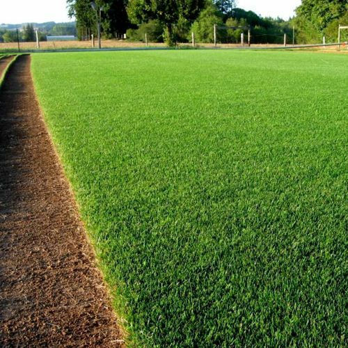 Scutch Grass Cynodon Seed 1kg