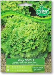 Lettuce Curly Gentile Seed 1 Pc
