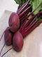 Hybrid Beetroot Seed Kestrel F1 50,000 Seeds