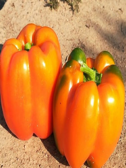 Hybrid Pepper Stuffing Seed Eternity F1 1000 Seeds Hybrid Pepper Stuffing Seed Eternity F1 1000 Seeds