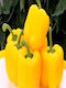 Hybrid Pepper Filling Seed Deseo F1 1000 Seeds