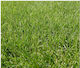 Lawn Festuca Fine Lawn Arundinacea 25gr