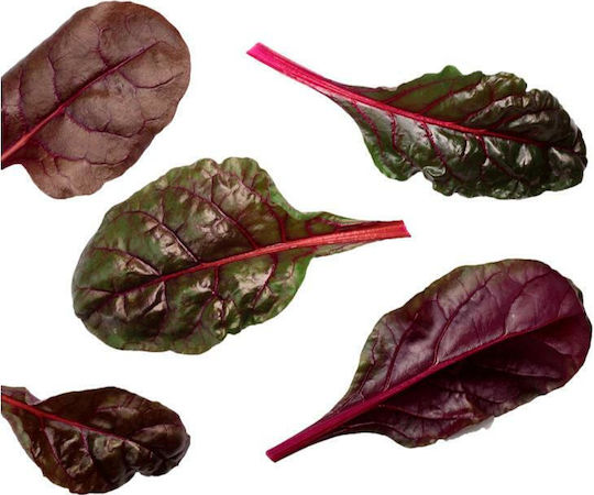 Beetroot Beet Bull's Blood Baby 10 Gr