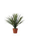 Yucca Topfpflanze 58cm