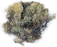 Icelandic Moss Natürlich 1 Kg