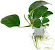 Anubias Barteri Caladiifolia Clp