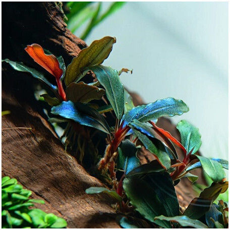 Bucephalandra Sordidula Blue Nano Stone Plant