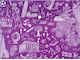 Typotrust Φάκελος Κουμπί Pp A4 Doodle Μπορντώ