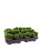 Crassula Swaziensis 8.5cm