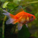 Carassius auratus M - Fantail Mix 3cm Aquariumfisch