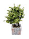 Blumen-Kunstbonsai Dekoration 001 29*8cm