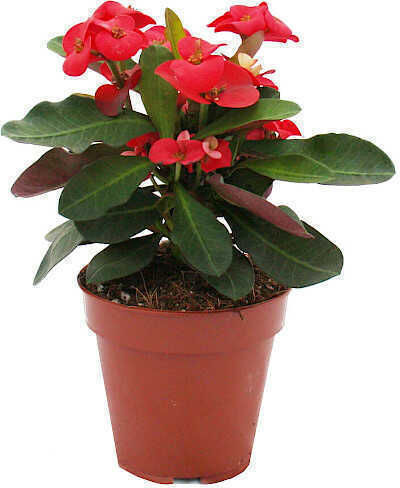 Oem Αγκάθι Του Χριστού Euphorbia Milii 3 Lt 20/40