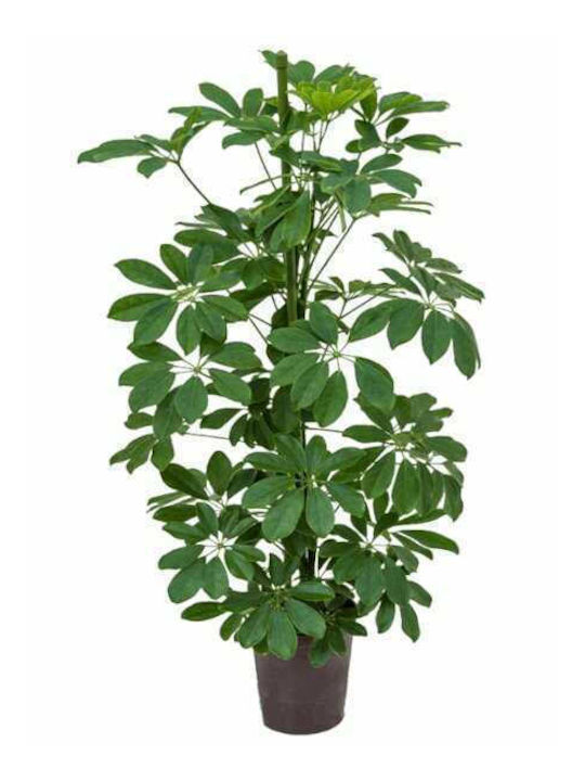 OEM Schefflera Arboricola 18 Lt 175/200