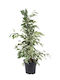 Oem Ficus Lyrata Benjamin Panasé Tufă 3 Lt 40/60