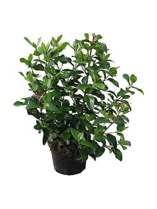 Oem Viburnum Tinus 25 Lt 125/150