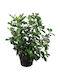Oem Viburnum Tinus 25 Lt 125/150