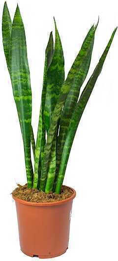 Oem Sansevieria Черен Корал 2.5 Лт 40/60