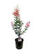 Oem Lagerstroemia Arbust Indian Lagerstroemia Indica 4 Lt 60/80