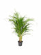 Oem Αρέκα Dypsis Lutescens 5 Лт 100/125