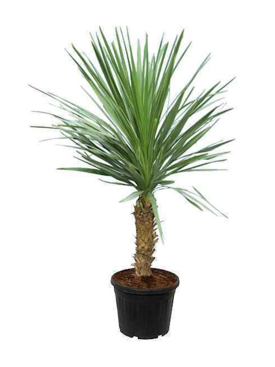 Oem Dracaena Verde Sau Cordyline Cordyline Australis Plantă 15 Lt 100/125