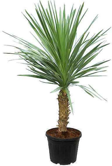 Oem Dracaena Зелена Или Cordyline Australis Растение 15 Лт 100/125