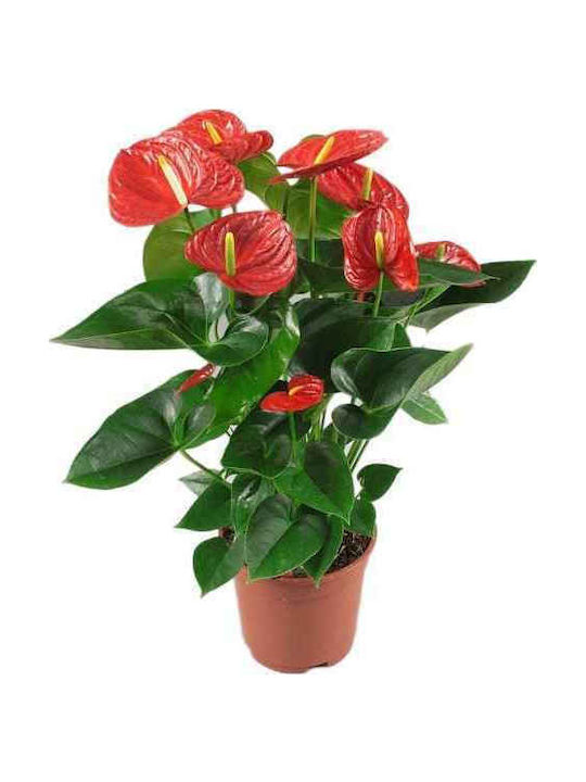 Oem Хвощ (Anthurium) Anthurium Andraeanum 3 Лт 60/70