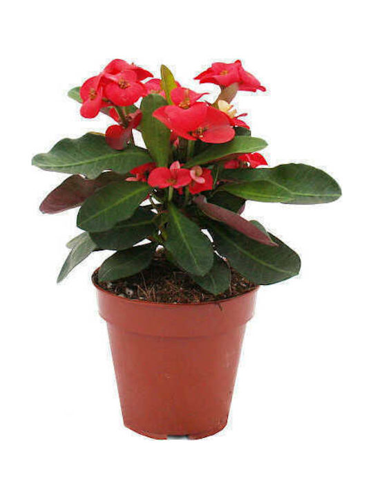 OEM Christ Thorn Euphorbia Milii 0.3 Lt Up to 15
