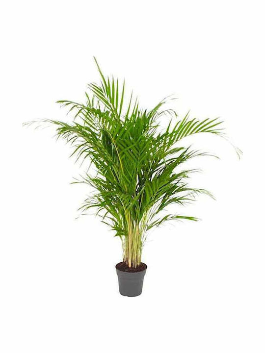 Oem Αρέκα Dypsis Lutescens 4 Lt 80/100