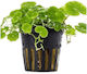Aquaflora Hydrocotyle Leucocephala Pot