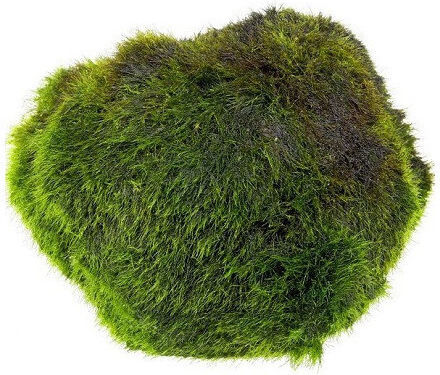 Aquaflora Cladophora Aegagropila Xl 5-7cm