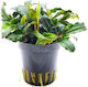Aquaflora Bucephalandra Lamandau Mini Red Pot
