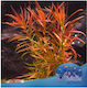 Ludwigia Arcuata Φπ