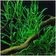 Hygrophila Corybosa Lacustris Pflanze