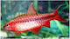Cherry Barb Barbus Titteya 2cm