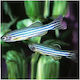 Zebra Danio 2.5cm